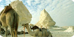 Egypt Safari & Adventure Packages