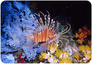 Red Sea Extreme