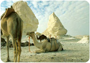 Extreme Advanture Safari & Adventure Tour